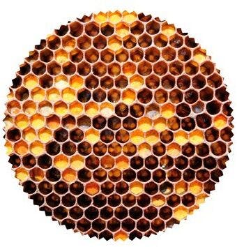 Honeycomb paper lid covers